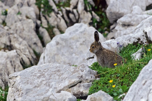 Lièvre variable (Lepus timidus) levraut au printemps. Alpes. France. photo