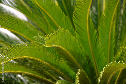 Horizontal photo of palm leaf for texture or background 
