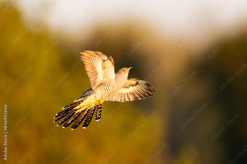 Fototapeta premium Common cuckoo in flight at sunset