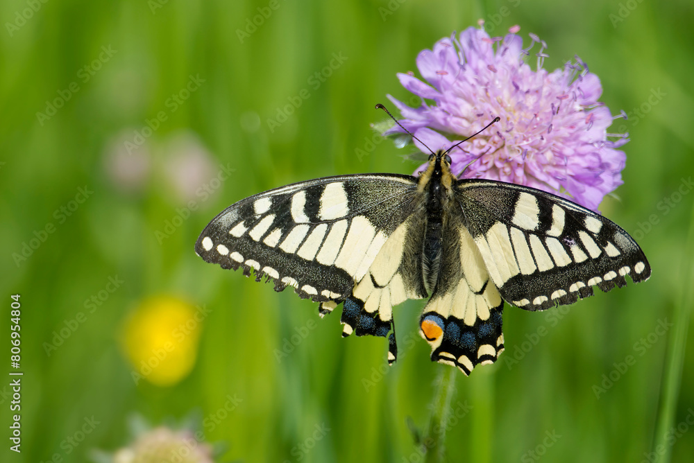 Naklejka premium Old World Swallowtail or common yellow swallowtail (Papilio machaon) sitting on a small scabious in Zurich, Switzerland
