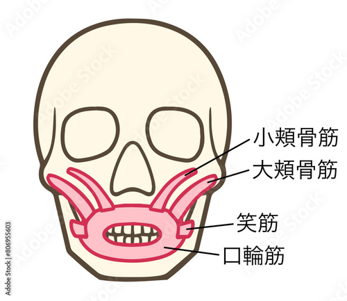 口輪筋、上唇挙筋、上唇鼻翼挙筋、表情筋