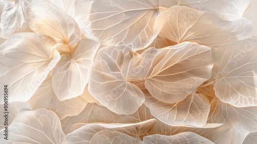 abstract nature composition with delicate beige and white flower petals showcasing leaf veins and botanical textures