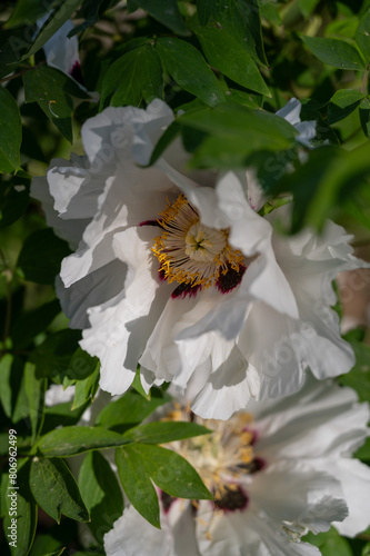 Beautiful flower peonies close-up blooming in a peony garden. Nature.
