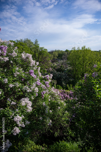 Garden with blooming sulfur. Lilac bush. Botanical Garden