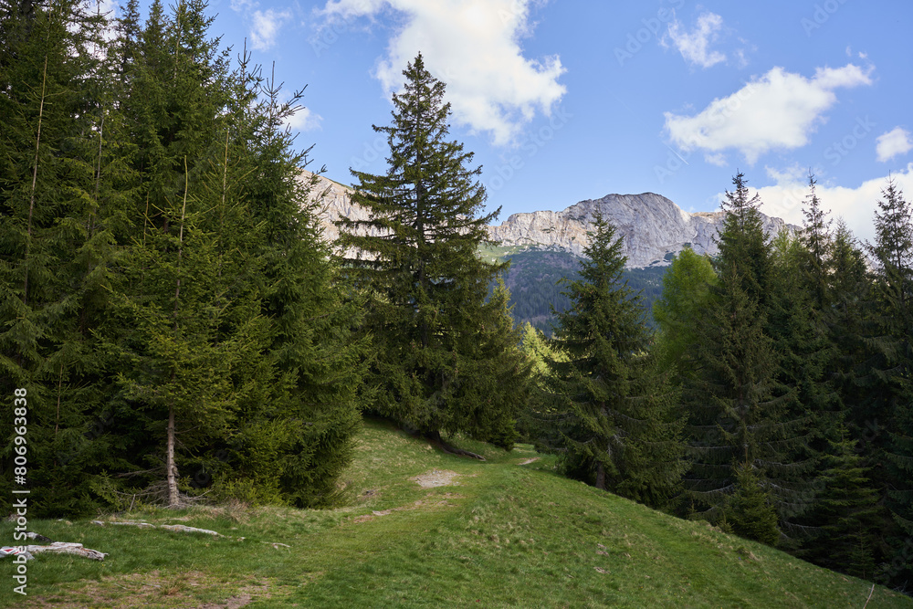 Mountains and pine forests landscape