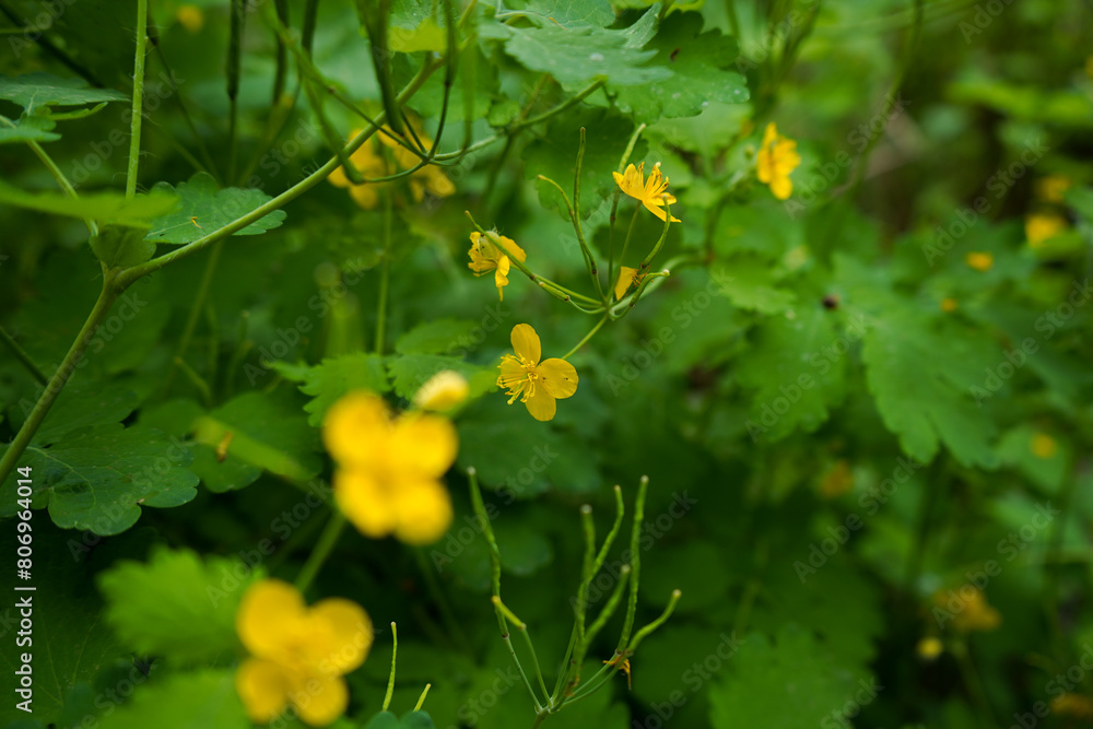 Medicinal celandine flower on a green bush in a large pan in sunny weather Medicinal celandine flower on a green bush in a large pan in sunny weather