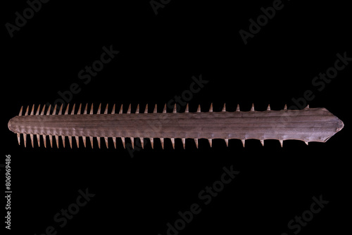 The largetooth sawfish is a species of sawfish in the family Pristidae photo
