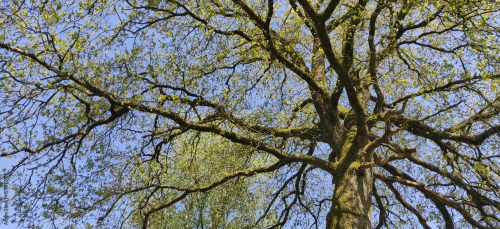 Tree in bloom and new leaves. Tree branches line pattern. Green bottom view. Spring time. Beware oak processionary caterpillar or oak processionary butterfly. Danger for rocessional caterpillar Tree in bloom and new leaves. Tree branches line pattern. Green bottom view. Spring time. Beware oak processionary caterpillar or oak processionary butterfly. Danger for rocessional caterpillar