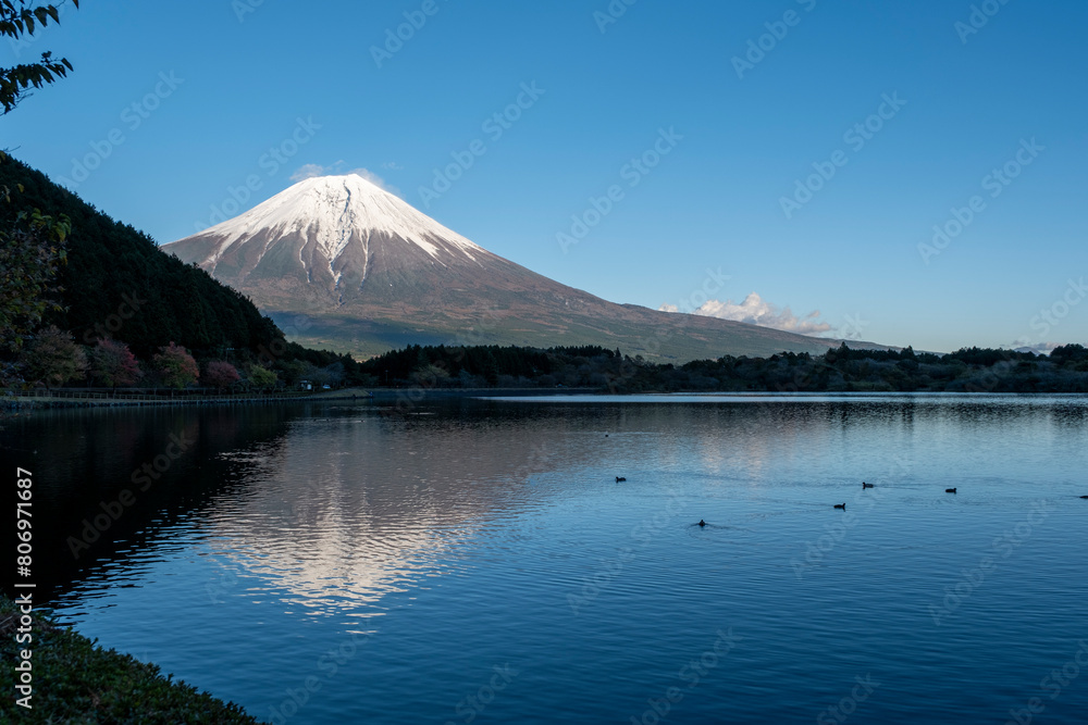爽やかな秋の富士山です。田貫湖には水鳥たちもすいすいと気持ちよく滑っています。