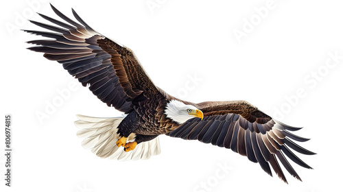 An eagle flying on a transparent background © Photos by Ranju