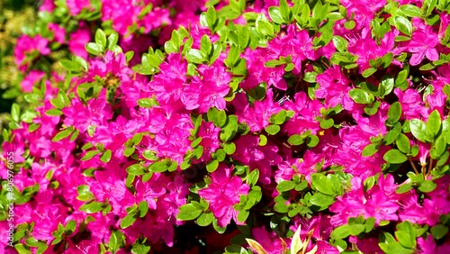 Wallpaper Mural Azalea Japan Rhododendron Flowering Blooming Torontodigital.ca