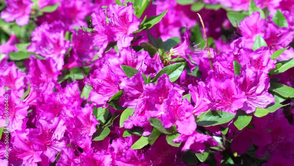 Azalea Japan Rhododendron Flowering Blooming