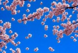 A pattern of delicate cherry blossom petals gently
