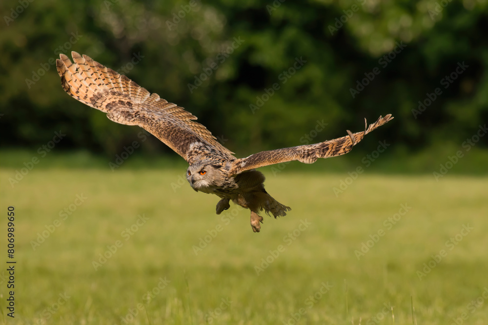 Fototapeta premium Eurasian eagle owl (Bubo Bubo Sibiricus) with beautiful pale brown feathers and vivid orange colored eyes flying over meadow with wide spread wings