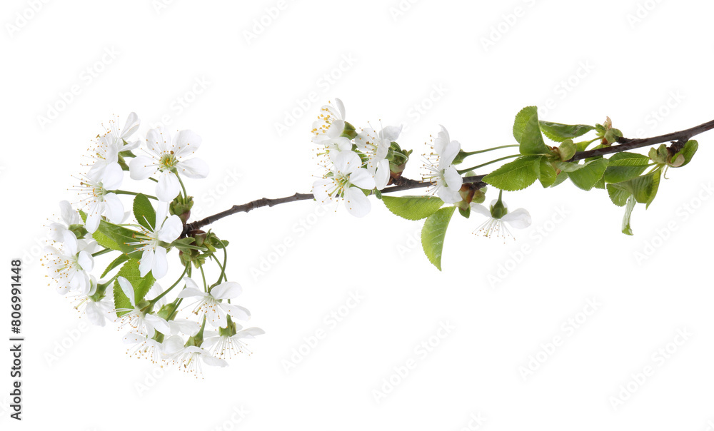 Spring branch with beautiful blossoms and leaves isolated on white Spring branch with beautiful blossoms and leaves isolated on white