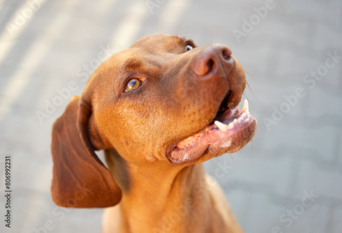 Close up of a Hungarian Vizsla (Magyar Vizsla).