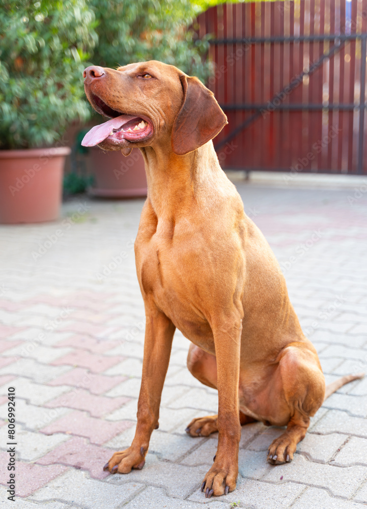 Portrait of a Hungarian Vizsla (Magyar Vizsla). Portrait of a Hungarian Vizsla (Magyar Vizsla).