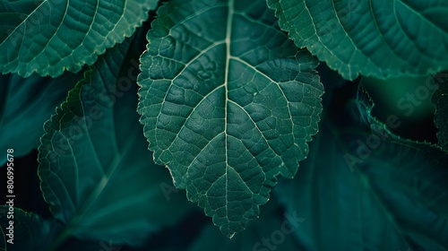 A close up of a green leaf.