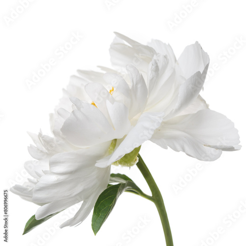 White peony with yellow stamens  isolated on a white background.