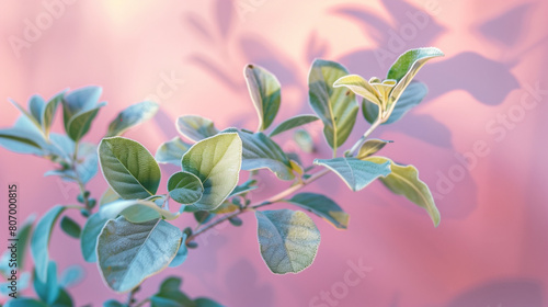 fresh saltbush oregano herb sprig on plain pink color wall with shadows and sunlight photo