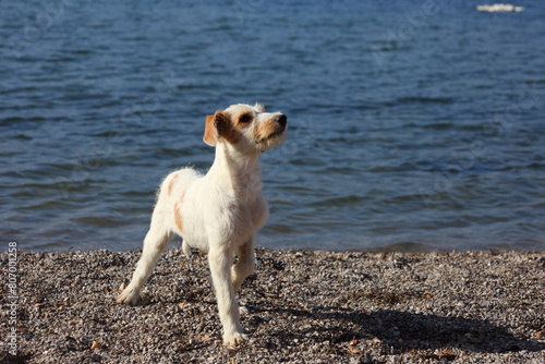 A white little dog on a pebble beach with water in the background. © ksi
