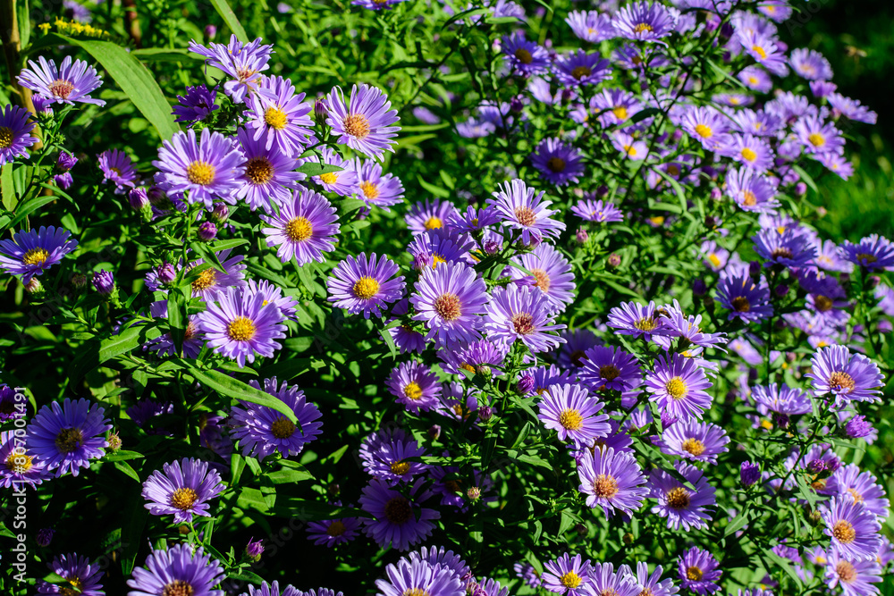 Many small vivid blue flowers of Aster amellus plant, known as the European Michaelmas daisy, in a garden in a sunny autumn day, beautiful outdoor floral background photographed with soft focus Many small vivid blue flowers of Aster amellus plant, known as the European Michaelmas daisy, in a garden in a sunny autumn day, beautiful outdoor floral background photographed with soft focus