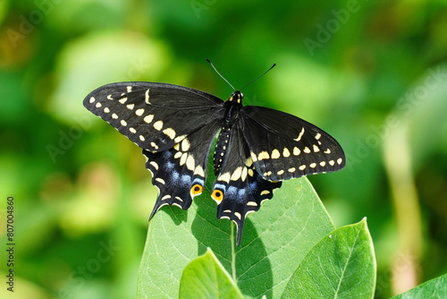 Black swallowtail is a butterfly found throughout much of North America. photo