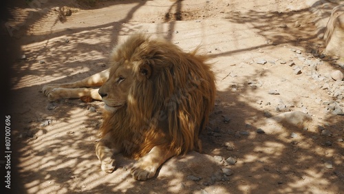 A lion lying on a stone..