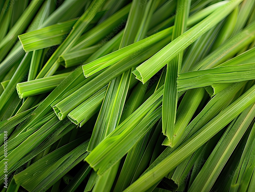 Fototapeta premium Fresh chives.Anh minh hoa.