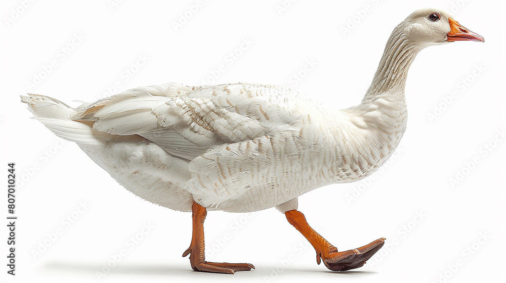 Obraz premium duck isolated on white 
