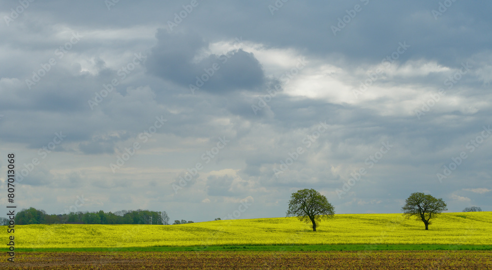 Fototapeta premium Eichen im Rapsfeld