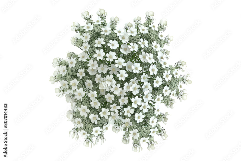 Top view of a yarrow flower isolated on transparent background Top view of a yarrow flower isolated on transparent background