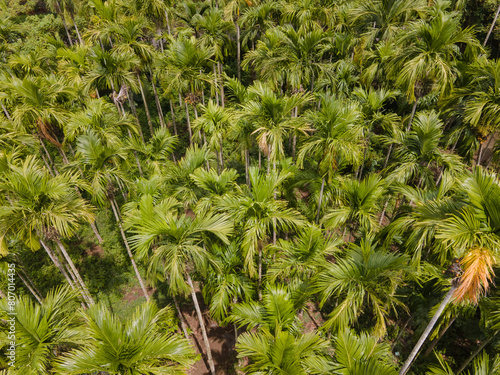 Aerial view of betel nuts or areca nuts plantation in Indonesia