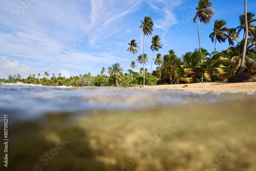 Palm Trees on a tropical island from the water in \\\Puerto Rico