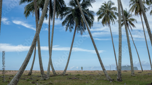 A woman walks through coconut trees towards the beach