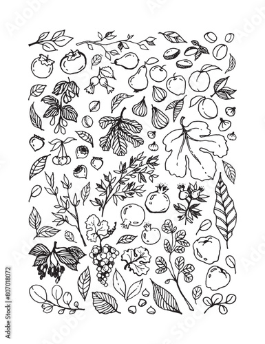 Vector set illustration of various Garden Fruits, leaves, tree branches