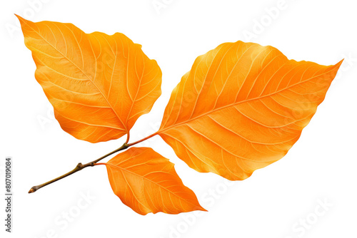 Yellow and orange leaves of different shapes on a branch with a black background.