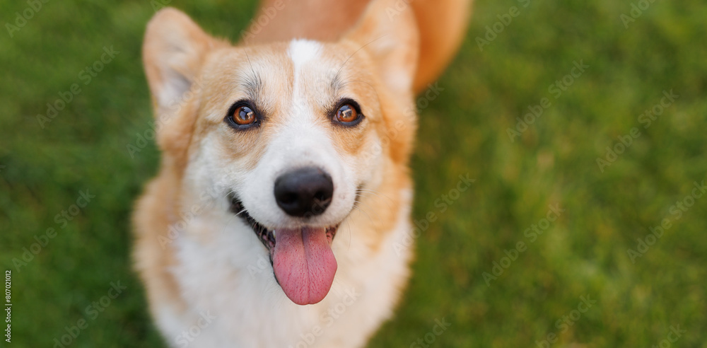 dog of the corgi breed in the park on the green grass at sunset. dog of the corgi breed in the park on the green grass at sunset.