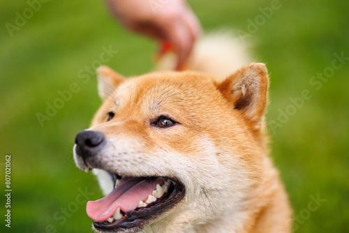 Portrait of adorable, happy dog of the Simba breed in the park on the green grass at sunset.