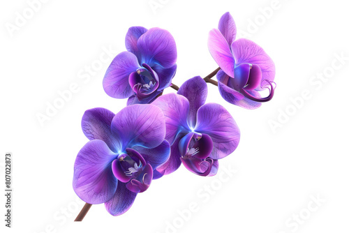 Tropical beautiful purple orchid flower isolated on transparent background