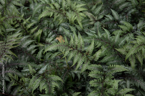 Japanese painted fern