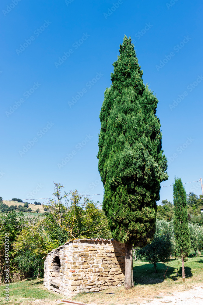 Obraz premium Cypress tree against a blue sky in Italy, Europe