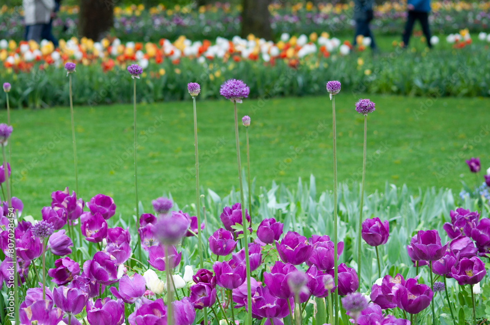 Keukenhof park of flowers and tulips in the Netherlands. Beautiful outdoor scenery in Holland