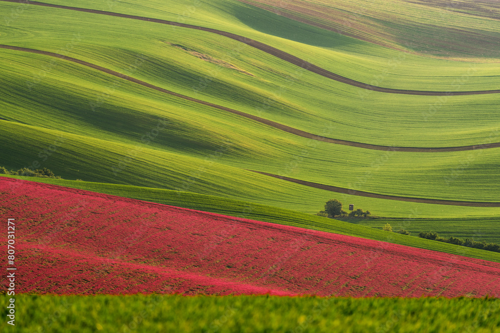 Spring field with purple clover. The beauty of agriculture. Crimson clover. Spring field with purple clover. The beauty of agriculture. Crimson clover.