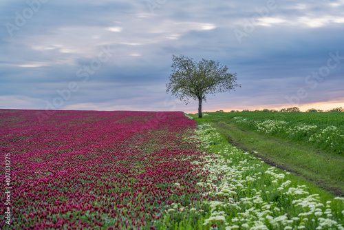 Spring field with purple clover. The beauty of agriculture. Crimson clover. 