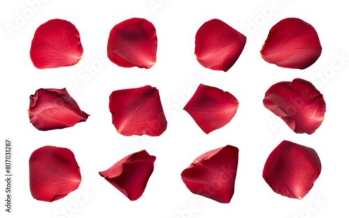 Set of red rose petals isolated on white background