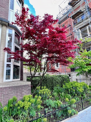 Red Maple Magic: A lush red maple tree contrasts with a verdant urban garden and a brick building undergoing renovations, capturing a vibrant slice of life in Amsterdam.