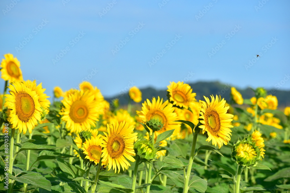 Fototapeta premium 向日葵 ひまわり ヒマワリ 岡山 笠岡ベイファーム