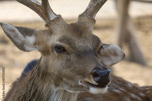 Close up head male deer in garden © pumppump