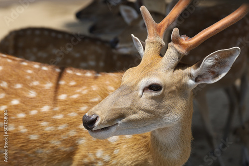 Close up head female deer in garden © pumppump